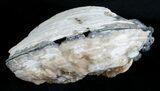 Large Crystal Filled Fossil Clam - Rucks Pit, FL #5537-3